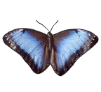 Felix liebt den Schmetterling